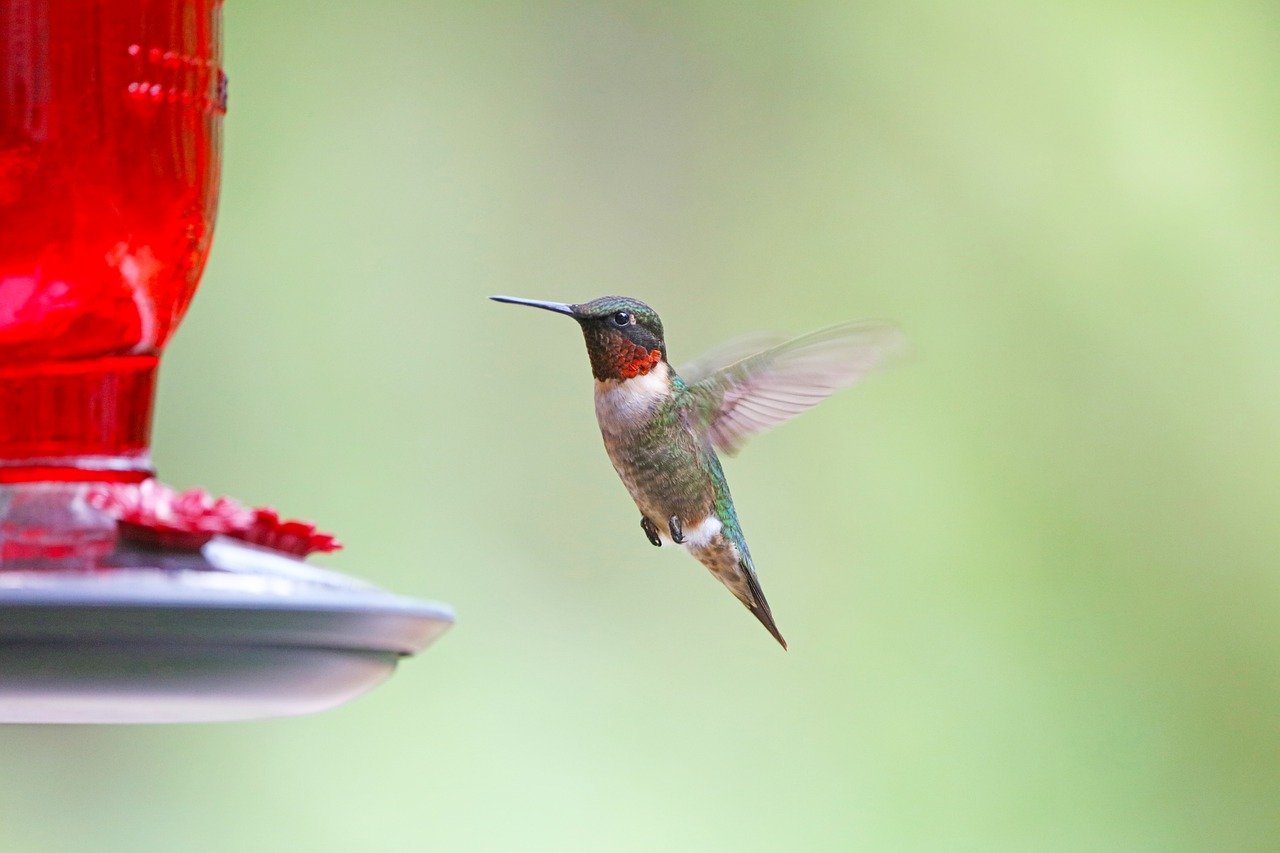 hummingbird